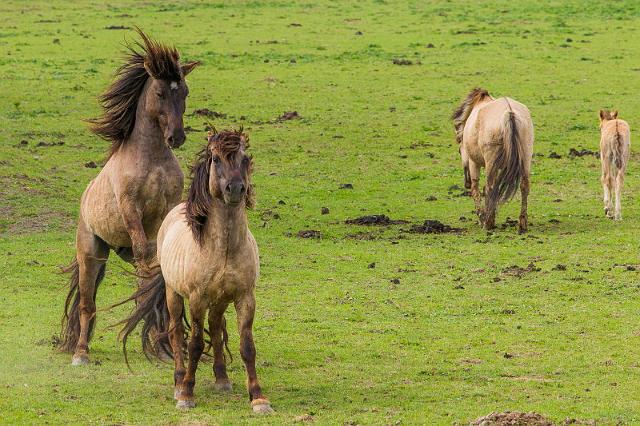 05 Oostvaardersplassen, konikpaarden.jpg